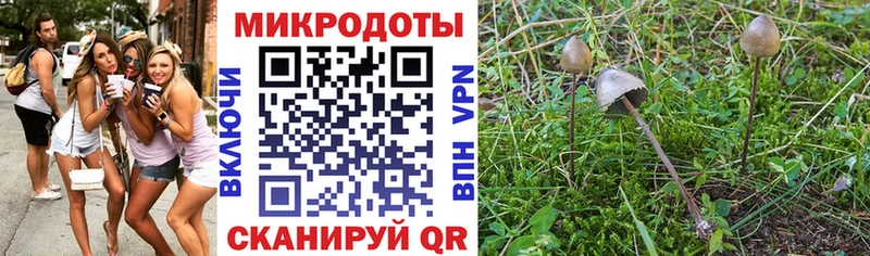 Галлюциногенные грибы Psilocybe Кулебаки